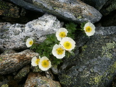 Issoleie (Ranunculus glacialis)