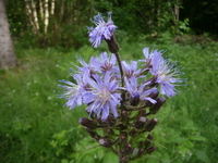 Alpeturt (Cicerbita plumieri)
