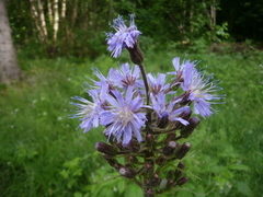 Alpeturt (Cicerbita plumieri)