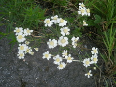 Nyseryllik (Achillea ptarmica)