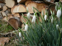 Snøklokke (Galanthus nivalis)