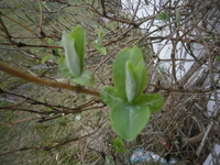 Honeysuckle (Lonicera periclymenum)