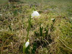 Klosterklokke (Leucojum vernum)