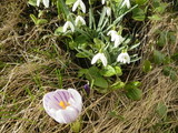 Krokusslekta (Crocus)