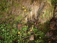 Lesser Celandine (Ranunculus ficaria)