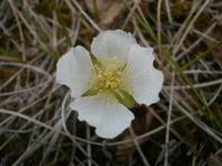 Cloudberry (Rubus chamaemorus)