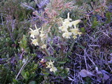 Gullmyrklegg (Pedicularis oederi)