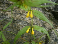 Stormarimjelle (Melampyrum pratense)