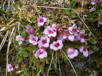 Rødsildre (Saxifraga oppositifolia)