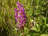 Vårmarihandslekta (Orchis)