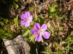 Skogstorkenebb (Geranium sylvaticum)