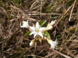 Bukkeblad (Menyanthes trifoliata)