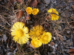 Hestehov (Tussilago farfara)