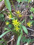 Gullstjerne (Gagea lutea)