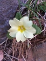 Kusymre (Primula vulgaris)