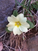 Kusymre (Primula vulgaris)