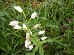 Hvit skogfrue (Cephalanthera longifolia)