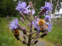 Alpeturt (Cicerbita plumieri)