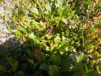 Mountain Burnet (Zygaena exulans)
