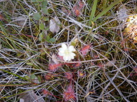 Smalsoldogg (Drosera anglica)