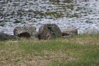 Wheatear (Oenanthe oenanthe)
