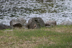 Wheatear (Oenanthe oenanthe)