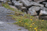Wheatear (Oenanthe oenanthe)