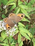 Large Wall Brown (Lasiommata maera)