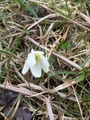 Hvitveis (Anemone nemorosa)