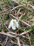 Wood Anemone (Anemone nemorosa)