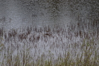 Common Redshank (Tringa totanus)