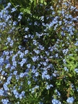 Water Forget-me-not (Myosotis scorpioides)