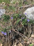 Common Dog-violet (Viola riviniana)