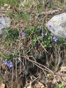 Skogfiol (Viola riviniana)