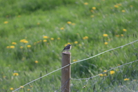 Whinchat (Saxicola rubetra)