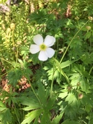 Hvitsoleie (Ranunculus platanifolius)