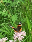 Red Admiral (Vanessa atalanta)