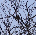 Reed Bunting (Emberiza schoeniclus)