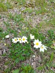 Mountain Avens (Dryas octopetala)
