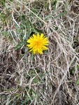 Dandelion (Taraxacum)