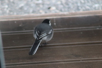 White Wagtail (Motacilla alba)