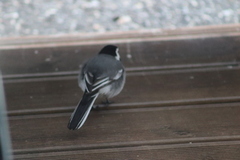 White Wagtail (Motacilla alba)