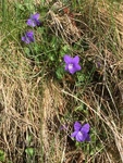 Common Dog-violet (Viola riviniana)