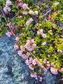Greplyng (Loiseleuria procumbens)