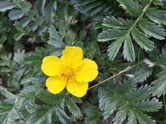 Gåsemure (Potentilla anserina)