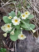 Kusymre (Primula vulgaris)