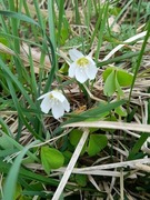 Gjøkesyre (Oxalis acetosella)