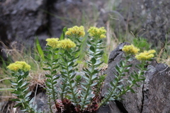Rosenrot (Rhodiola rosea)