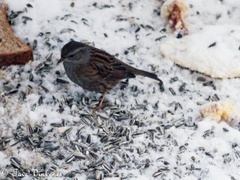 Hedge Accentor (Prunella modularis)