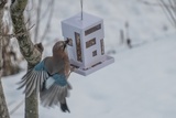 Nøtteskrike (Garrulus glandarius)